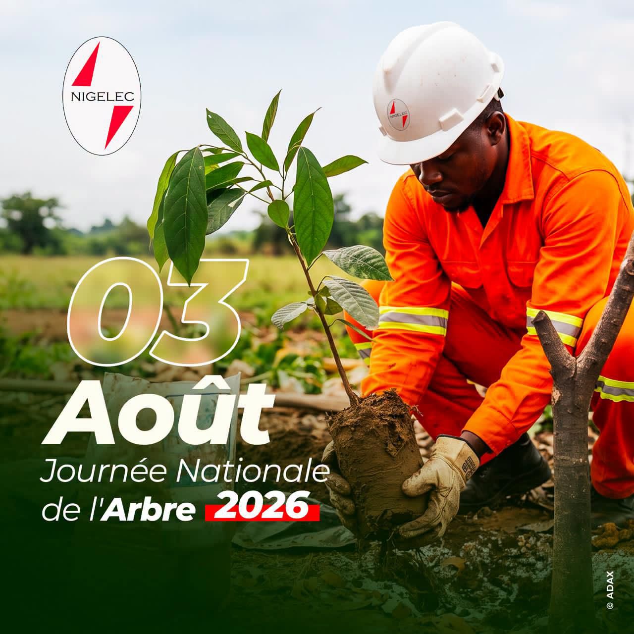Journée Nationale de l’Arbre : NIGELEC appelle à planter pour préserver l’avenir